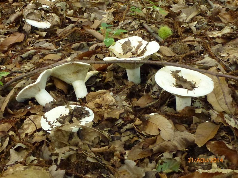 Lactarius vellereus